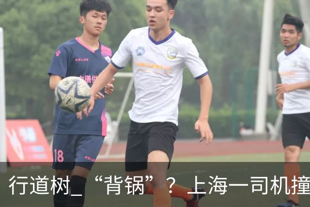 行道树 “背锅”？上海一司机撞树后主张树木全责，结果来了